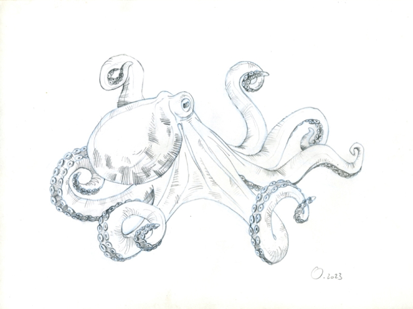 octo'étude